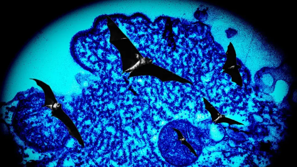 Nipah Virus Outbreaks Continue to Threaten Kerala